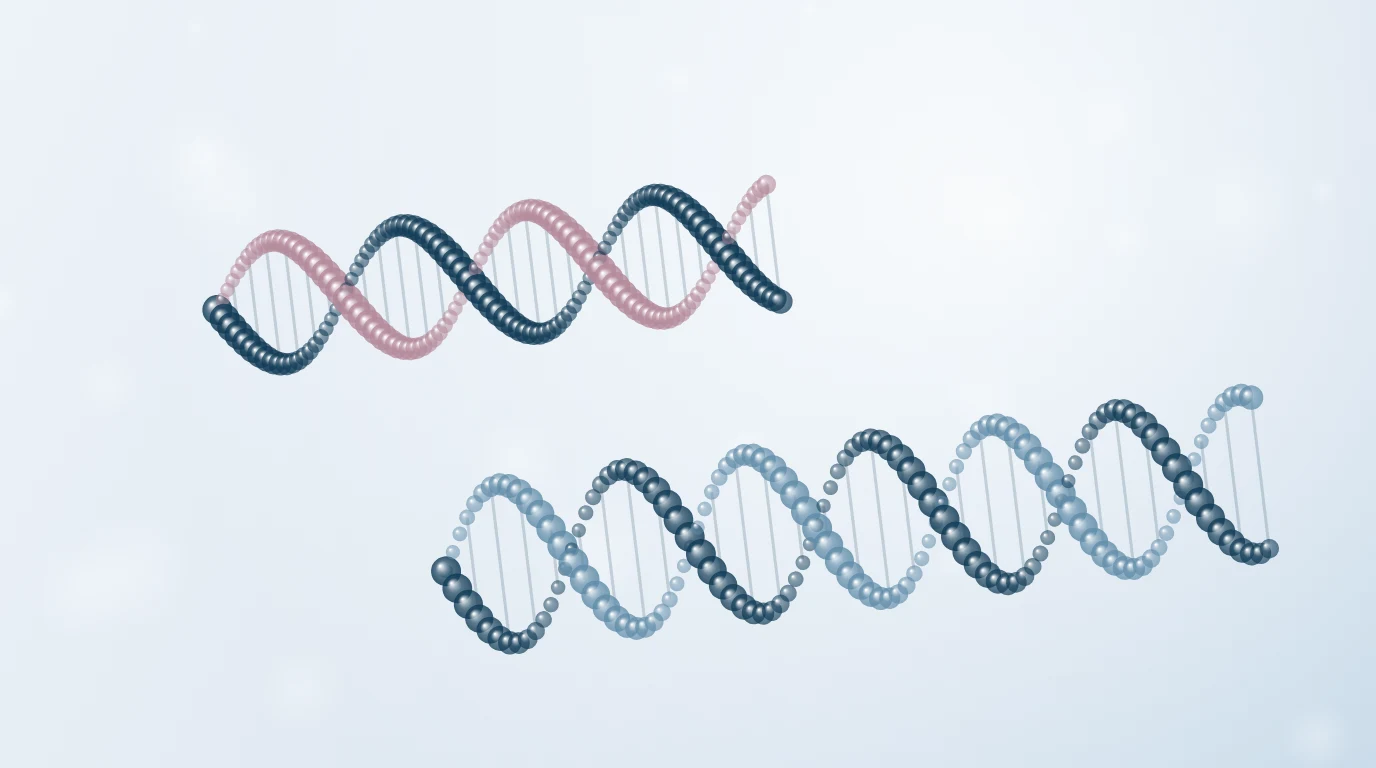 Illustration of a short and a long DNA strand representing PDRN and polynucleotides